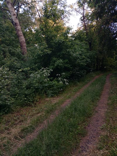 The image depicts a narrow dirt path winding through a dense forest or wooded area. The path is flanked by thick vegetation consisting of trees, bushes, and tall grasses. A notable tree with a light-colored trunk stands on the left side of the path. The path has a slight curve to the right, disappearing into the shadows created by the dense foliage. The lighting is subdued, suggesting either early morning, late afternoon, or an overcast day. The location, San Martín de Porres, Peru, cannot be verified from the image alone; however, the vegetation is consistent with a temperate or tropical forest environment.