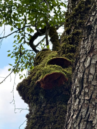 This is a close-up, vertical, low-angle shot of a tree trunk heavily covered in moss, located in the city of Sis, Azerbaijan. Two shelf fungi, appearing to be reddish-brown in color, are visible growing out of the moss-covered section of the trunk. The tree bark to the right is rough and textured. In the background, branches with green leaves and the sky with some clouds are visible. The lighting suggests it is daytime.
