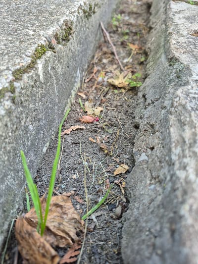 The image shows a narrow concrete channel filled with soil, debris, and some sparse vegetation. The concrete edges are weathered, with some moss and lichen visible in places. A few dry leaves and small green shoots are scattered within the channel, suggesting an outdoor, possibly neglected, environment. The scene is captured from a close-up perspective, focusing on the texture and details of the concrete and the ground within the channel. The overall impression is one of a small, naturalistic space within an urban or suburban setting. The question of its location in Švenčionys, Lithuania, cannot be determined from the visual information provided in the image itself.