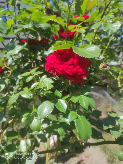 A close-up shot captures a vibrant red rose in full bloom, its petals unfurled in the sunlight. The rose is surrounded by lush green foliage, with several unopened rose buds visible amongst the leaves. The background is softly blurred, suggesting an outdoor garden setting with hints of greenery and a fence. The image appears to have been taken on a sunny day, with natural light illuminating the scene. The bottom left corner of the image displays a watermark indicating "REDMI NOTE 9 PRO AI QUAD CAMERA". This photograph was taken in Hirnyk, Ukraine.
