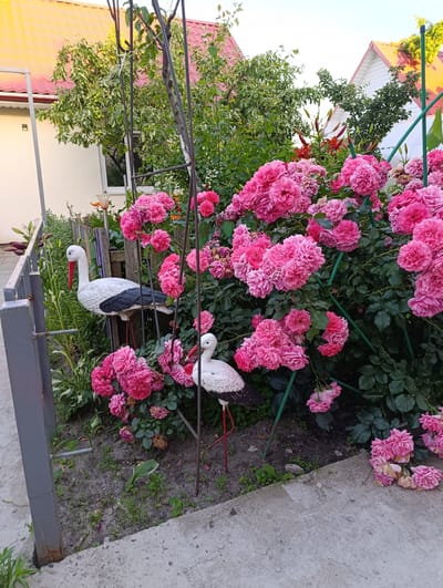 This media file captures a vibrant garden scene in Mazyr, Belarus. The focal point is a large bush laden with abundant, fluffy pink roses. The flowers are a rich, saturated pink, with many individual blooms clustered together, creating a lush and full appearance. Interspersed with the roses are dark green leaves, providing a strong contrast to the floral display.
In the foreground, two decorative garden ornaments in the shape of white storks with black wing markings and red beaks stand amidst the greenery and roses. One stork is larger and positioned to the left, while a smaller one is placed to the right. They add a playful and whimsical element to the garden.
The background reveals glimpses of buildings with reddish-yellow tiled roofs, suggesting a residential setting. The architecture appears typical of a European country. Lush green trees with some small green fruits are also visible behind the rose bush, adding to the verdant atmosphere. A metal fence or railing runs along the left side of the image, bordering a concrete pathway. The lighting suggests it is either early morning or late afternoon, with a soft, diffused light that highlights the colors of the flowers. The scene evokes a sense of tranquility and natural beauty, indicative of a well-maintained garden. No text is visible in the image.