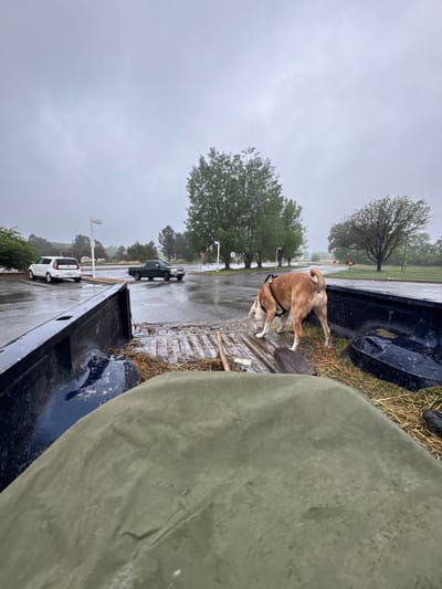 A dog is standing in the bed of a pickup truck. The truck is parked on a street with light-colored poles and a green tree. Cars are parked in the background. The sky is overcast, and it appears to be raining. The truck bed has straw and some equipment in it. The location may be in Boulder, United States.