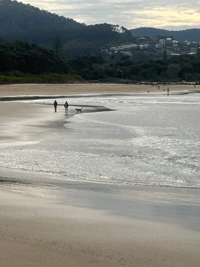 The image captures a serene beach scene in Coffs Harbour, Australia, likely at Coffs Jetty Beach or a similar coastal area known for its gentle waves and adjacent hills. In the foreground, the wet sand glistens as a gentle wave recedes, leaving behind shimmering patterns. Further up the beach, three figures are walking, two of whom appear to be a couple with a dog. The woman is wearing a dark jacket and light pants, while the man is wearing a hat and dark clothing. The dog, a light-colored breed, is trotting ahead. In the mid-ground, other individuals and dogs can be seen strolling along the shoreline, suggesting a leisurely afternoon for beachgoers. The background is dominated by lush, green hills that rise steeply from the coastline, dotted with white houses that are characteristic of the residential areas in Coffs Harbour. The sky is overcast with soft, diffused light, creating a tranquil and slightly muted atmosphere. The overall impression is one of peaceful coexistence between nature and human activity in a coastal Australian setting.
