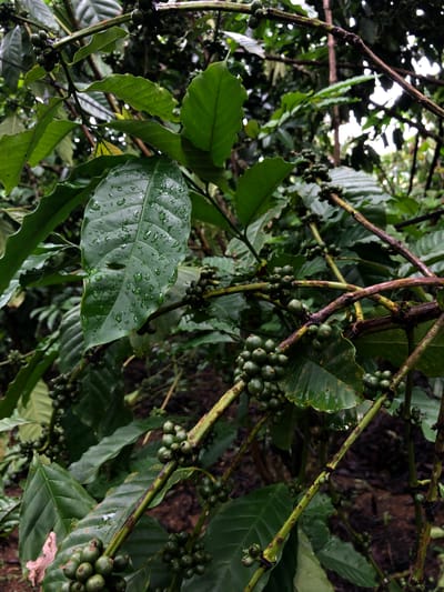 A close-up, eye-level shot shows a coffee plant with numerous unripe green coffee cherries clustered on its branches. The leaves are a deep green, some glistening with water droplets, suggesting recent rain. The branches are a mix of green and brown, with some darker markings. The background is a blur of more foliage and dark soil, indicating a dense plantation setting. The image was captured in Tân Ninh, Vietnam.