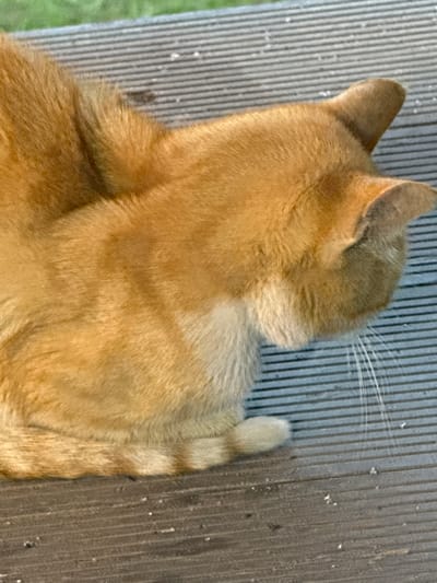 A close-up, high-angle shot shows the back and head of an orange tabby cat resting on a striped wooden deck. The cat's fur is a warm orange with lighter patches on its chest and tail. Its head is lowered, and its whiskers are visible, extending outwards. The wooden deck has a weathered, gray appearance with a pattern of parallel lines. In the background, a strip of green grass is visible. There are no people present in the image. The scene appears to be an outdoor setting, possibly a backyard or patio, located in the city of Sis, Azerbaijan.