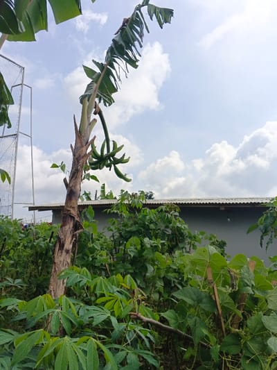 An outdoor scene in Maw Hit, Myanmar, depicts a dense arrangement of vegetation under a partly cloudy sky. A prominent banana plant (Musa genus) occupies the center, featuring a textured pseudostem and large, green leaves, some exhibiting wilting. A cluster of green, unripe bananas hangs from its upper stalk. The foreground and midground are filled with various green plants, including broad-leafed plants resembling cassava in the lower left, and other leafy growth, some supported by stakes. In the background, a light gray building with a corrugated metal roof is visible, situated below the horizon line. A small, white light fixture is mounted on the building's wall. To the far left, a metallic mesh or bar frame structure is partially visible. The upper two-thirds of the image show a light blue sky with scattered white cumulus clouds. No individuals are present.