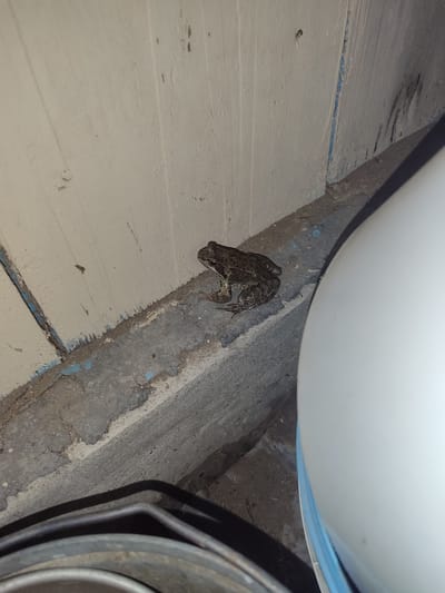 The image shows a small, mottled brown frog sitting on a concrete ledge in what appears to be a basement or similar enclosed space. The frog is positioned along the base of a painted wall with visible wear and tear. A white, bucket-like object is partially visible to the right of the frog. The scene has dim lighting. The location cannot be definitively determined as Sovetsko-Nikol'skoe, Russia from this image.