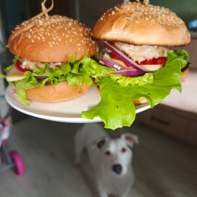 Two sesame seed buns are shown on a white plate, with hamburgers inside. The burgers contain lettuce, tomato, red onion, and cheese. A toothpick secures the top bun of each burger. In the background, a white dog with brown ears is visible. The location is identified as Vyshgorodok, Russia.