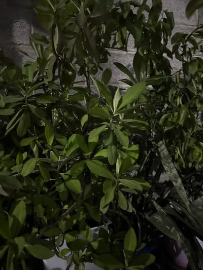 The image shows a close-up view of lush green foliage in front of a textured, light-colored brick wall. The lighting appears to be artificial and casts shadows across the leaves and stems, creating a somewhat dim and moody atmosphere. The plants are densely packed, obscuring much of the background. To the right of the image, a darker plant with elongated, patterned leaves, possibly a snake plant, is visible amongst the green leaves. A portion of a light-colored pot or container is visible at the bottom of the frame. The scene is indoors or under a covered area, likely a balcony or patio, given the presence of the brick wall and the controlled planting. There are no people or visible actions in the image. The overall impression is of a shaded, natural element set against an urban backdrop. There is no discernible information within the image that would allow for the specific identification of the location as Kojomkul, Kyrgyzstan.