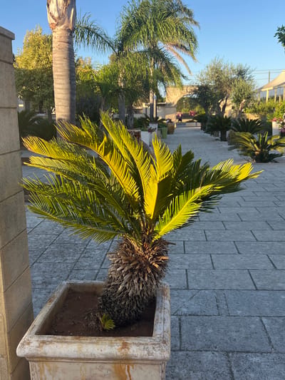 In Otranto, Italy, a potted cycad plant is positioned on a paved walkway. The plant's fronds are illuminated by sunlight, casting shadows on the stone tiles. In the background, several palm trees and other greenery are visible, along with an arched structure and buildings. A person is walking in the distance. The scene is outdoors with a clear blue sky.