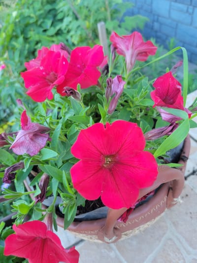 A close-up shot showcases vibrant red petunias in full bloom, their velvety petals unfurling against a backdrop of lush green foliage. One prominent flower, centered in the frame, displays a rich, saturated red hue, its delicate stamens visible in the throat. Other petunias, some in varying shades of pink and deep magenta, are scattered throughout the composition, with some buds appearing to be in the process of opening. The flowers are growing in a pot, partially visible on the right side of the image, made of a brown, textured material with decorative stitching. The background includes a blurred view of what appears to be a stone wall or pathway and greenery, suggesting an outdoor garden or patio setting. The lighting suggests it could be daytime, with soft illumination highlighting the textures and colors of the flowers. The overall impression is one of natural beauty and the vibrant life of a summer garden in Belaazyorsk, Belarus. There is no visible text in the image.