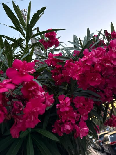 This is a close-up, low-angle shot of a dense cluster of bright pink oleander flowers with long, dark green leaves. The flowers are in full bloom, with some showing lighter pink or white streaks in their petals. The background is a soft, pale blue sky, suggesting it is daytime. In the upper right corner, out of focus, hints of a street scene are visible, including what appears to be vehicles and possibly streetlights, indicating an urban or semi-urban setting. The lighting suggests it might be late afternoon or early evening, with a warm glow on some of the foliage. The overall impression is one of vibrant natural beauty against a backdrop of everyday life. No text is visible in the image. The location context of Platja D'aro, Spain, aligns with the Mediterranean flora.