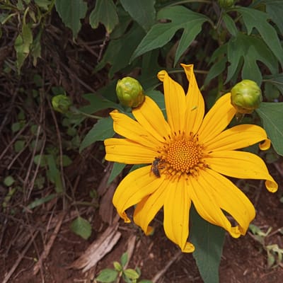 A high-angle, medium shot shows a bright yellow flower with numerous petals and a textured center, surrounded by green leaves and two unopened green buds. A bee is present on the flower's center. The background consists of other green plants and brown soil with dry twigs. The location is likely outdoors and the image suggests a natural environment. No people are visible. The image does not provide information to confirm it being Keyian ward, Kenya.
