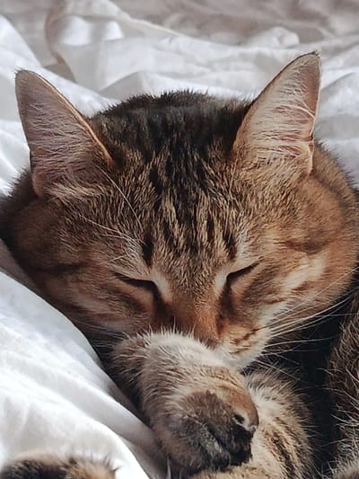 The image shows a close-up of a tabby cat sleeping on a white, rumpled surface that appears to be bedding. The cat is facing left, with its eyes closed and its face partially obscured by its paw. The cat's fur is a mix of brown, black, and orange tabby markings. The lighting suggests it is daytime, with soft light illuminating the scene. There are no people or other animals visible in the image. The image does not contain any information that would indicate its location in Verkhnyaya Salda, Russia.