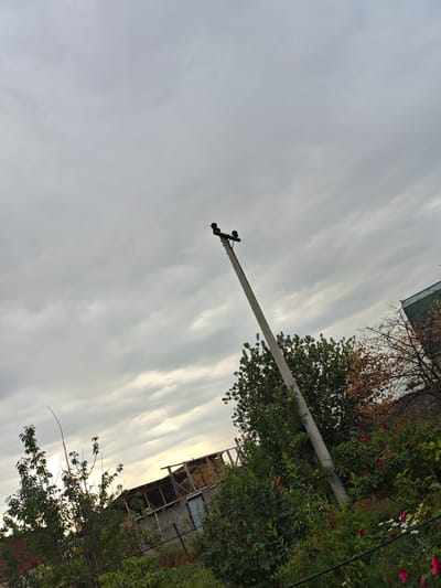 The image shows an outdoor scene with a utility pole in the foreground, tilted to the right. Two dark objects, possibly birds or insulators, are perched on top of the pole. The sky is overcast with gray clouds. Behind the pole, there is dense green foliage, including trees and bushes, with some red flowers visible. To the right, a building with a green-tiled roof is partially visible. In the background, there is a partially constructed building with exposed wooden beams and a hay-like material. The ground appears to be covered in grass and vegetation, with a wire fence running horizontally across the lower portion of the image. The lighting suggests it is either early morning or late afternoon. The location is identified as the city of Shu, Kazakhstan.