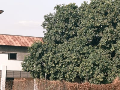 A daytime shot in Rafin Pa, Nigeria, shows a two-story building partially obscured by a large, dense tree. The building features a brick roof and a white facade with a dark-framed window. The tree, lush and full of leaves, dominates the right side of the frame. A dried, overgrown fence or hedge runs along the base of the tree and building. A street lamp is visible in the upper left corner of the image.