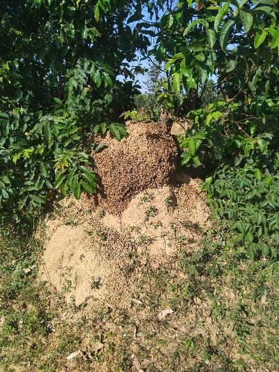 A large termite mound dominates the landscape, its sandy texture contrasting with the surrounding green foliage. The mound is situated at the base of a tree, partially obscured by its leaves. Adjacent to the mound, sparse vegetation grows in the sandy soil, hinting at the arid conditions of the environment. The overall scene showcases nature's intricate relationship between plant life, insect activity, and the earth.