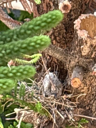 The image shows a close-up view of a small nest containing a single gray bird egg, partially obscured by the surrounding greenery. The nest is constructed from twigs and appears to be located within the branches of a plant, likely a conifer, given the needle-like foliage visible. The background consists of a rough, textured surface, resembling tree bark, with some cut branches evident. The overall scene is natural and outdoors. There are no people or any indications of human activity beyond the presence of the cut branches, which suggest human intervention in shaping the environment, possibly in a garden or park setting. The lighting suggests it is daytime. The image does not provide any information about its location in the city of Ilion, Greece.