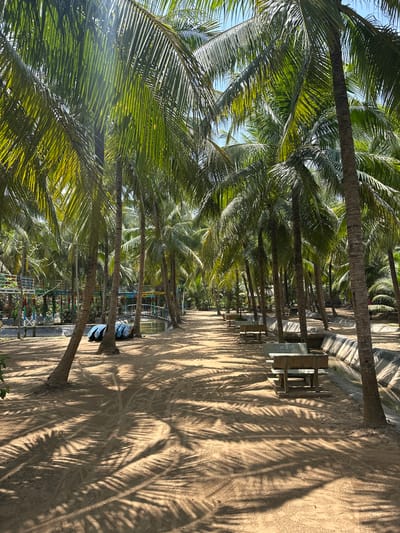 A photo of palm trees along a sandy path in Tân Thạch, Vietnam. The trees cast shadows on the ground, and there are picnic tables along the path. A few boats are visible near the base of some of the trees. Fences and foliage line the far side of the path.
