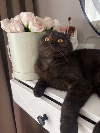 A black cat with bright yellow eyes lies on a white dresser next to a bucket of pale pink roses. The cat's head is tilted back, and it appears to be looking upwards. Behind the cat and roses are makeup brushes in a holder and a blurred reflection of a mirror. The dresser has a black drawer pull. The background consists of a brown curtain and a light-colored wall. The scene is indoors, likely in a residential setting. There is no indication of the location being in Aksu, Kazakhstan.