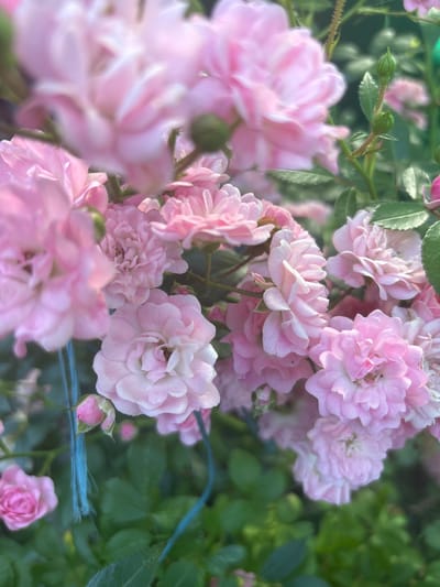 A close-up, shallow depth-of-field photograph captures a cluster of delicate pink roses and their buds against a backdrop of lush green foliage. The roses are predominantly light pink, with some exhibiting hints of white in their petals. The blooms vary in their stage of openness, with some fully bloomed and others still in bud form. The soft lighting highlights the intricate textures of the petals and the thorny stems of the rose bush. A thin, bright blue string is visible in the foreground, partially obscuring some of the roses and buds, suggesting the plants might be trained or supported. The overall impression is one of natural beauty and delicate springtime bloom. The location is an outdoor setting, likely a garden, in the city of Zmiiv, Ukraine.