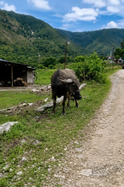 A water buffalo stands in a grassy area next to a dirt road in Sosor Dolok, Indonesia. The buffalo is facing to the right, with its head lowered slightly. Its horns are curved and pointed upwards. A rope is tied around its muzzle. In the background, there is a small, open-sided building made of concrete blocks and a corrugated metal roof. Further in the distance, lush green mountains rise under a blue sky with scattered white clouds. A utility pole with a bird perched on it is visible near the buffalo. The road is unpaved and covered with gravel.