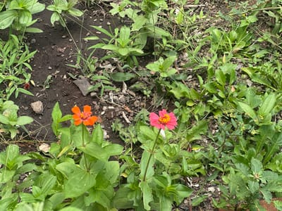 The image shows a patch of ground in what appears to be a garden or unkempt flower bed. The ground is a mixture of dark soil and small stones. Two Zinnia flowers are prominently featured: one orange and one pink. The plants have green leaves. Various other green plants and weeds surround the Zinnias. The location is stated to be San Miguel Acapantzingo, Mexico. No people are visible in the image.