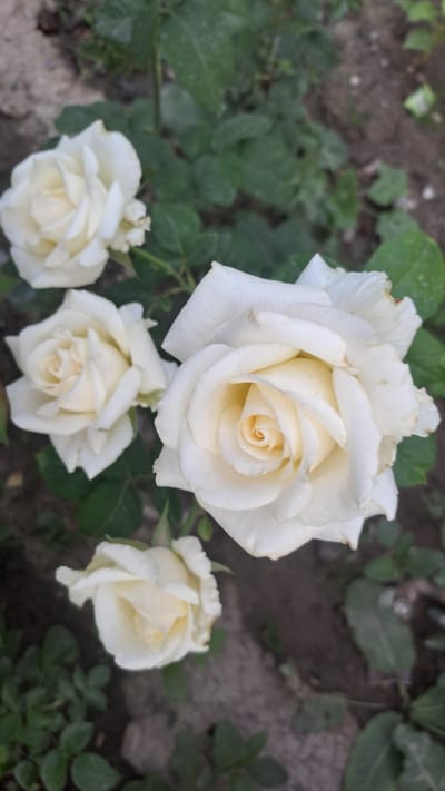This media file features a close-up, top-down view of a cluster of white roses blooming in a garden. The primary subjects are four white roses, with one large, fully bloomed rose at the top center, and three smaller, less open roses arranged below and to the left. The roses have delicate, layered petals with a creamy yellow center. They are surrounded by green rose leaves and dark, earthy soil. The background consists of more green foliage and some out-of-focus soil and stones, suggesting an outdoor garden setting. There is no visible text. The lighting suggests it is daytime, and the dew drops visible on some of the petals indicate recent watering or morning dew, hinting at fair weather. The overall impression is one of natural beauty and tranquility. The location context is Sülüktü, Kyrgyzstan.