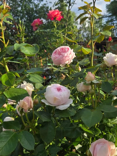 This is a close-up, eye-level shot of a rose bush with several blooming roses and buds. The roses are predominantly a soft pink, with some white and a few vibrant red blossoms visible. Lush green leaves provide a backdrop, and some branches and stems are also visible. In the background, out-of-focus greenery and the sky suggest an outdoor setting, likely a garden or park. The lighting appears to be natural daylight, with some shadows indicating the sun is shining. The overall impression is one of natural beauty and growth, with the vibrant colors of the flowers standing out against the green foliage. No people, text, or specific time of day or weather cues beyond daylight are discernible. The location context of Frolovo, Russia, is noted but not visually evident within the image itself.