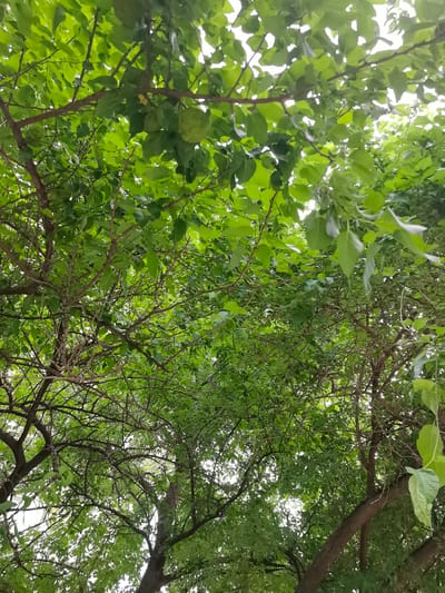 The image shows a low-angle view looking up into the dense green canopy of a tree. Numerous branches, some thick and dark, others thin and twiggy, are visible, laden with many bright green leaves. The leaves obscure much of the sky, allowing only glimpses of bright white light to filter through, suggesting an overcast or hazy day. Some round, light green fruits are also visible, clustered among the leaves. The overall impression is of lush foliage and a natural, possibly outdoor setting. The specific location in the city of Unknown, Libya, is not discernible from the image.