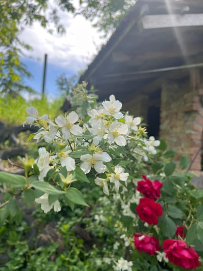 The image shows a close-up view of flowering plants in Piperkovo, Bulgaria. White, five-petaled flowers are prominent, along with red roses. Green foliage surrounds the flowers. In the background, a brick structure is visible. The sky is visible in the lower left corner.