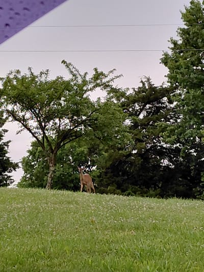 In Frankfort, United States, a deer is captured mid-leap across a verdant grassy area, with lush green trees forming a dense backdrop. The sky appears overcast, suggesting a cloudy or possibly rainy day. The image is oriented vertically, with the grass dominating the right side and trees filling the left. A small, brown deer with its legs extended is the central focus, positioned within the foliage of a tree on the left side of the frame and its body extending into the grassy area on the right. The scene is natural and suggests a wildlife encounter in an outdoor setting, likely a park or a wooded area adjacent to a well-maintained lawn. No text is visible in the image.