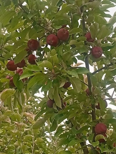 The image shows a close-up view of an apple tree laden with ripe, red apples. The apples are clustered among lush green leaves and branches, with some apples partially obscured by foliage. The lighting suggests it might be daytime, with a bright sky visible in the background. The overall scene depicts a healthy, fruit-bearing tree. The image is taken from a low angle, looking up into the canopy of the tree.