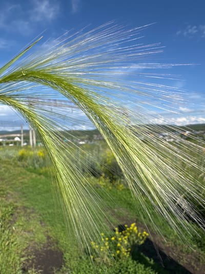This is a close-up, vertically oriented photograph of two green barley or wheat heads against a bright blue sky with scattered white clouds. The stalks of the barley heads are long and feathery, with individual strands catching the sunlight and appearing almost iridescent. The background is a blurred landscape of green grass, some small yellow wildflowers, and darker soil, suggesting an outdoor, rural setting. The focus is sharp on the barley heads, while the background is soft and out of focus, creating a sense of depth. There are no people or discernible objects in the foreground. The overall impression is one of nature and a clear, sunny day. The water droplet on the lower left barley head suggests it might have recently rained or that dew is present. The context provided places this scene in Mursalimkino, Russia.