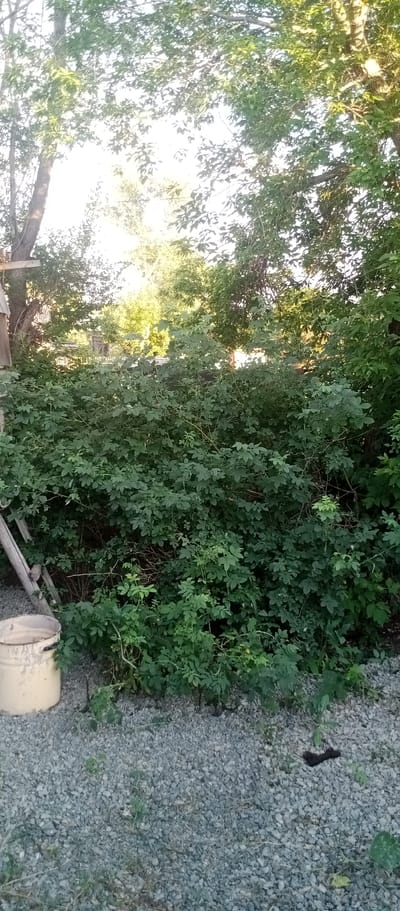 The image depicts an outdoor scene featuring dense green foliage, likely a garden or a wild, overgrown area. The foreground is covered with grey gravel and sparse green vegetation. To the left, a portion of a pale yellow bucket is visible. Behind the bucket, a wooden structure, possibly part of a ladder or scaffolding, leans against a tree.

The main subject is the lush green bush that dominates the center and right side of the frame, its leaves dense and varied in shape. Above the bush, the branches and leaves of taller trees are visible, interspersed with bright sunlight filtering through, suggesting a clear day. The background shows glimpses of more trees and possibly some distant structures, hinting at a rural or suburban setting.

The lighting suggests it is daytime, likely late afternoon or early evening due to the warm glow of the sun. There are no people or animals visible, and no specific activity is taking place. The overall impression is one of a natural, somewhat untamed environment. The location is identified as Marinovka, Kazakhstan. No visible text is present in the image.
