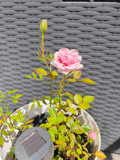 A potted rose plant with a fully bloomed pink rose, a rose bud, and a closed rose bud sits in front of a grey woven outdoor wall. In the foreground, a small solar-powered garden light is partially visible. The scene appears to be on a balcony or patio. The location is specified as Kerpen, Germany.