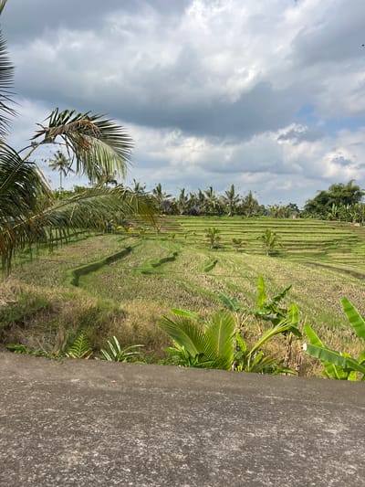 This is a photograph of the Tegallalang rice terraces in Pupuan, Indonesia, taken on a cloudy day. In the foreground, a rough, textured concrete barrier runs horizontally across the bottom of the frame. Beyond the barrier, the vibrant green rice terraces cascade down a hillside. The terraces are meticulously carved into the landscape, with narrow pathways winding between them. Scattered throughout the terraces are young palm trees and banana plants, their fronds providing pops of bright green against the backdrop of the rice paddies. In the distance, a dense line of taller palm trees and lush vegetation forms the horizon. The sky above is filled with dramatic, heavy clouds, casting a muted light on the scene. There are no people or animals visible in the image. The overall impression is one of a serene and verdant agricultural landscape.
