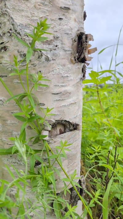 This is a close-up photograph of the trunk of a birch tree, set against a background of lush green foliage and a hazy sky. The birch bark is predominantly white with textured grey markings and several dark, horizontal lenticels. A noticeable feature is a jagged, dark opening in the bark on the right side of the tree trunk, with peeling, papery strips of bark around it.

Green, leafy plants, appearing to be small weeds or wild plants, are growing around and in front of the tree trunk, with some vines climbing up the bark. The foliage in the background is a vibrant green, suggesting a natural, outdoor setting. The sky is overcast and appears light grey, indicating a cloudy day.

There are no people or animals visible in the image. The focus is solely on the natural textures of the tree bark and the surrounding plant life. The overall impression is one of a natural, perhaps slightly overgrown, environment. The time of day and specific weather conditions are not definitively discernible beyond the overcast sky, but the scene suggests daylight. There is no visible text in the image. The location context is Trofors, Norway.