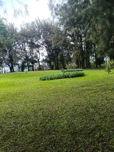 A grassy, sloping lawn dominates the frame, punctuated by a few small flowerbeds. Tall evergreen trees line the back, casting shadows and adding depth. The light sky peeks through the branches. A structure is visible between the trees in the left background.