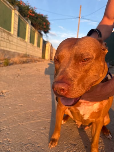 A close-up, low-angle shot captures a brindle-colored pit bull dog sitting outdoors on a sandy or gravelly surface, its fur illuminated by the golden hour sun. The dog is looking towards the camera with its tongue slightly out, and a human hand is visible gently resting on its head and neck, suggesting a petting interaction. In the background, a long, low wall with rectangular green-painted sections runs along the left side of the frame, topped with dense green foliage and red flowers. The wall appears to be part of an urban or suburban setting, with a dirt or asphalt road in front of it. The sky above is clear blue with a few wispy clouds, and a wooden utility pole stands in the upper right corner. The overall impression is one of a peaceful moment shared between a person and their dog during sunset, in what appears to be a residential area. The location, Zatoka, Ukraine, is identified based on contextual knowledge beyond the visual information of the image itself.