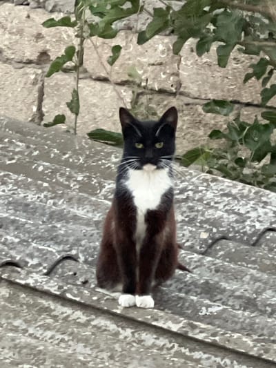A black and white cat is sitting on a grey, weathered rooftop. The cat has a white chest and white paws. Its eyes are green and it has prominent white whiskers. In the background, a stone wall is visible, with some green foliage growing against it and hanging over the wall. The overall scene is outdoors, suggesting an urban or suburban environment, specifically in Sabunchu, Azerbaijan.