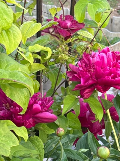 The image depicts a close-up view of vibrant fuchsia peonies blooming amongst lush green foliage and climbing vines. Several peony flowers are visible, some fully open and others in bud. The leaves are varied in shape and texture, with some appearing broad and rounded, while others are more delicate and vine-like. The background is softly blurred, suggesting an outdoor setting with hints of fencing or trellises. The scene appears to be a garden or natural landscape. There are no people or animals present in the image. The location is described as Mayak, Russia.
