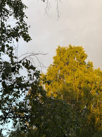 The image depicts an outdoor scene with trees against a light-colored sky, likely taken in Voeikovo, Russia. In the foreground, to the left, are dark green leaves and branches of a tree. To the right, a larger tree with a canopy of bright yellow-green leaves is illuminated by sunlight, suggesting it might be late afternoon or early morning. The sky is overcast and a pale gray, with hints of lighter tones. There are no people or visible human activity in the image. The composition focuses on the natural elements of foliage and sky.