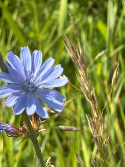 In New Kremenkul', Russia, a single, vibrant blue chicory flower stands in sharp focus against a softly blurred backdrop of green grass and stalks of dry grass. The flower, with its delicate, star-shaped petals, is the central subject. A portion of another, bud-like blue flower is visible to the lower left, partially obscured by the main bloom. The environment is a natural outdoor setting, likely a field or meadow, under bright daylight conditions. The image captures a moment of natural beauty, highlighting the intricate details of the flora.