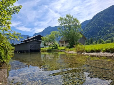 This image depicts a serene waterscape in Obertraun, Austria, characterized by a clear, shallow stream flowing in the foreground. The stream bed is visible, composed of numerous rounded pebbles and rocks. Reflections of the surrounding environment, including trees and structures, are cast upon the water's surface.

On the left bank of the stream, a large, dark wooden building with a pitched roof and vertical plank siding stands partially submerged on stilts. Adjacent to this building, a lush green tree with broad leaves extends into the upper left corner of the frame.

Across the stream, on the right bank, a gently sloping green meadow is visible, dotted with patches of yellow flowers and bordered by tall green grasses and reeds. Further back in the meadow, a light-colored building with a traditional wooden roof is nestled amongst trees. Behind the meadow and buildings, a dense, dark green forest covers the steep slopes of a mountain, which dominates the background. The sky above is a vibrant blue, marked by wispy white clouds. The overall scene conveys a tranquil, natural setting.