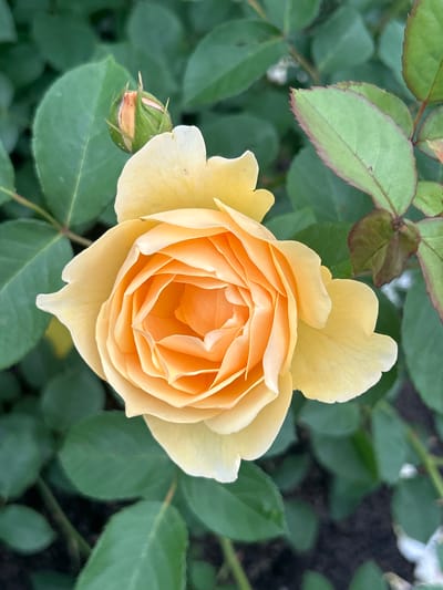 A close-up, top-down view of a fully bloomed yellow-orange rose is presented. The rose is centrally located in the frame, its petals unfurling in a complex spiral pattern. The outer petals are a lighter yellow, transitioning to a vibrant orange towards the center. To the left of the rose, a small, green rosebud with hints of pink is visible. The background consists of out-of-focus green leaves and some darker foliage, suggesting a garden setting. The lighting appears to be natural daylight, casting soft shadows. The image does not contain any people, actions, or interactions. The scene depicts a single rose in bloom. The location is not specified in the image itself, but the prompt states it is in Mount Royal, Canada.