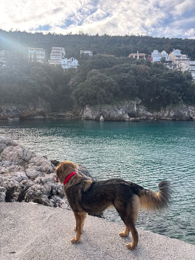 A medium-sized dog stands on a concrete surface at the edge of a body of water in Kruče - Kërruçi, Montenegro. The dog, primarily brown and tan with a darker saddle and a bushy, curled tail, is oriented left, looking towards the teal-colored water. It wears a red collar. To the dog's immediate left, light-colored rocks form a low, irregular shoreline. The water in the midground is calm with subtle ripples, reflecting a bright overhead light source, and extends to a rocky, densely vegetated coastline. A small, dark structure, possibly a boat ramp or platform, is visible at the water's edge on the distant shore. The background features a steep hillside covered in dark green trees and shrubs, upon which multiple light-colored residential buildings are constructed. The sky is partly cloudy, with a prominent sun flare emanating from the upper left quadrant. No people are visible.