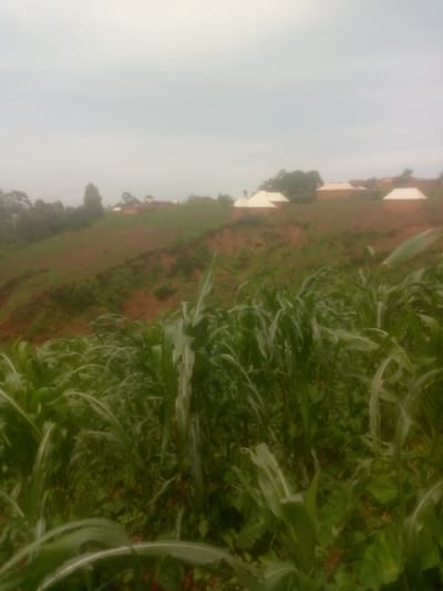 This media file captures a rural landscape in Mayo Ndaga, Nigeria. The foreground is dominated by lush green corn stalks, their broad leaves creating a dense canopy. Behind the cornfield, the terrain slopes upwards, revealing a hillside with patches of bare brown earth and scattered vegetation, suggesting recent cultivation or erosion.
Further up the hill, a cluster of small, traditional houses are visible. These dwellings have circular brick walls and conical roofs, some appearing to be thatched or made of natural materials. The architecture suggests a traditional village setting. The background is a hazy, overcast sky, indicating a cloudy or possibly foggy day. The muted lighting and lack of strong shadows point towards early morning or late afternoon, or simply overcast weather.
No people or animals are visible in the frame. The scene conveys a sense of peaceful, rural life, focused on agriculture and domestic dwelling. The environment appears to be a tropical or subtropical region, given the presence of corn and the lush vegetation. There is no visible text in the image.