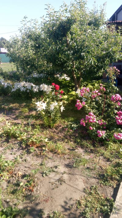 This is a photograph of a garden in the city of Pereiaslav, Ukraine, on a sunny day. In the foreground, there is bare, sandy soil with sparse green vegetation and some dry leaves. The midground features a variety of flowering plants, including a cluster of white lilies, several red roses, and a bush of pink roses. Behind these flowers, a tree with green leaves is visible, and in the background, a building with a tiled roof can be seen. The sky is clear and blue.