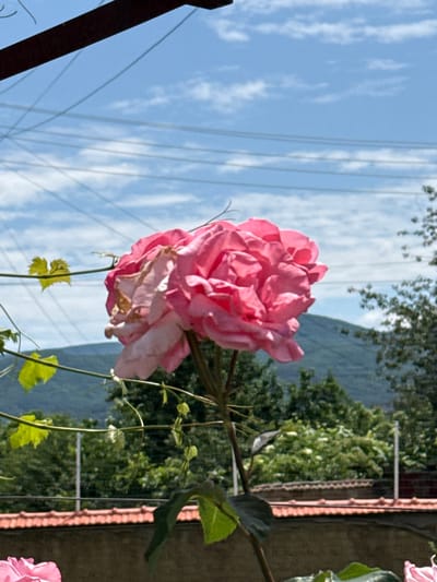 The image depicts an outdoor scene in Zimnitsa, Bulgaria. A large, multi-petaled pink rose, exhibiting both fully bloomed sections and areas of decay with browning petals, is centrally positioned in the mid-ground. A leafy vine with light green leaves extends across the left and mid-ground of the frame. In the background, a building featuring a reddish-brown tiled roof and a concrete wall is partially visible, situated in front of dense green trees and foliage. A large, dark green mountain range forms the distant horizon, beneath a bright blue sky with scattered white cumulus clouds. Multiple thin utility wires are visible crisscrossing the upper portion of the sky. A dark, horizontal structural beam is present in the upper left corner of the image. No individuals are visible.